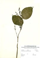 藏品(金葉擬美花)的圖片